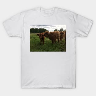 Scottish Highland Cattle Calves 1445 T-Shirt